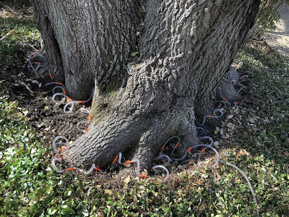 Detailed Tree Cabling and Bracing job site in Claunch