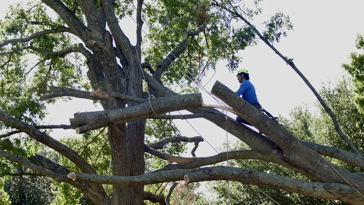 Professional Hazardous Tree Removal performed by certified arborists in Claunch